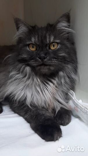 Кошка в добрые руки бесплатно