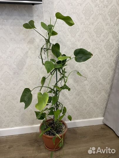 Комнатные цветы