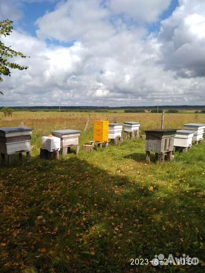 Мёд натуральный разнотравье