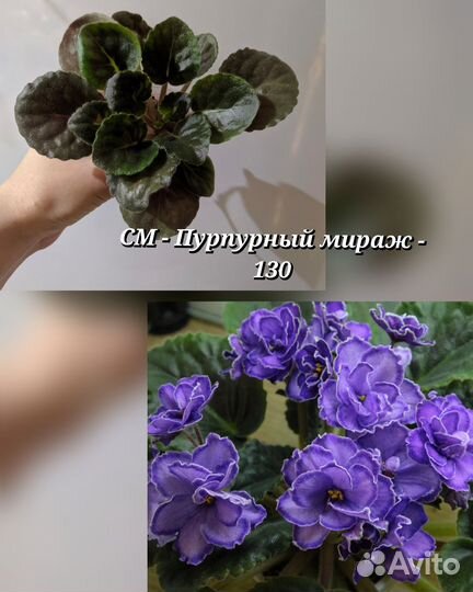 Стартеры сортовых фиалок