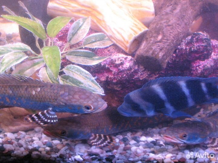 Аквариумная рыба Змееголов Пульхера 21-23см