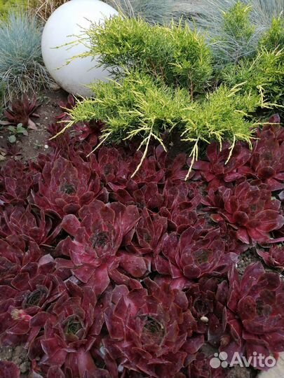 Молодило,каменная роза. Только по Крыму