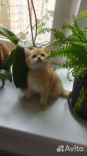 Котик золотой Шотландский тикированный