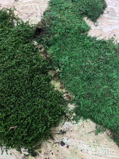 Плоский мох стандарт