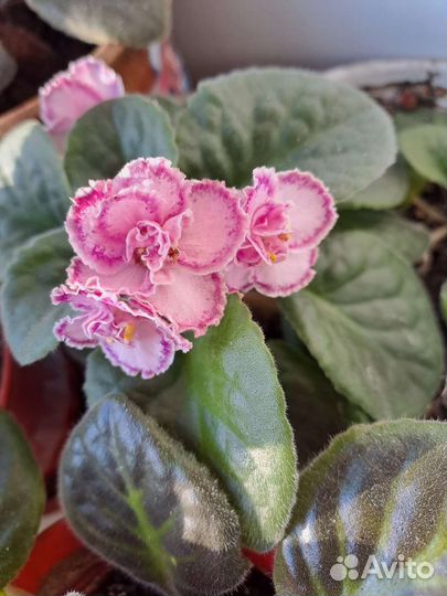 Сортовые фиалки, каланхоэ