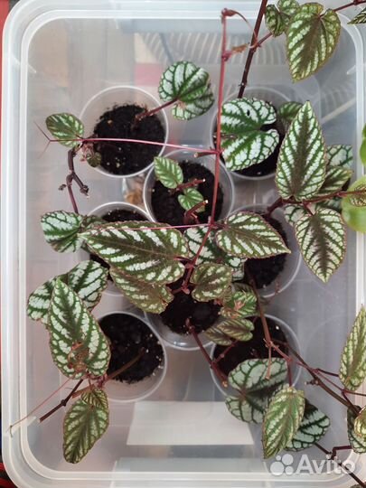 Циссус дисколор