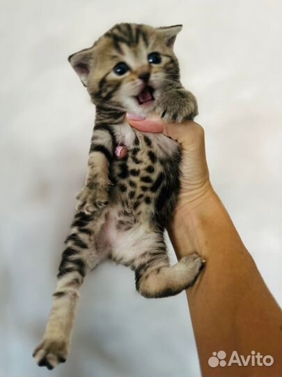 Шотландские вислоухие котята мраморные