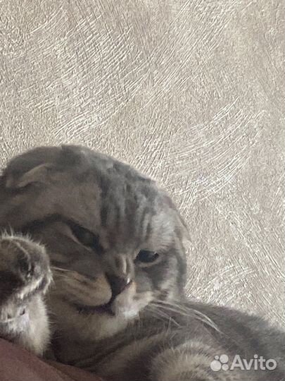 Шотландский вислоухий