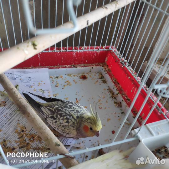 Попугаи Корелла