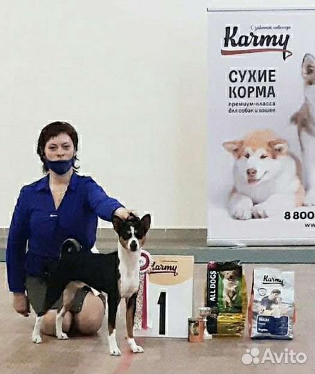 Дрессировка собак, Подготовка к выставкам