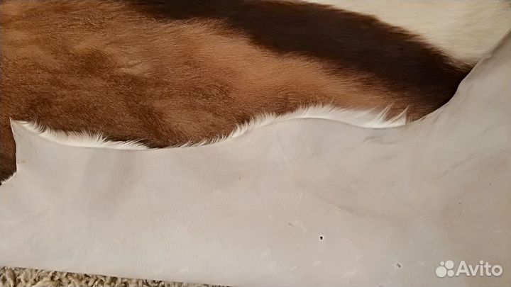 Шкура спрингбока (антилопа)