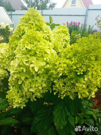 Гортензии метельчатые самовывоз