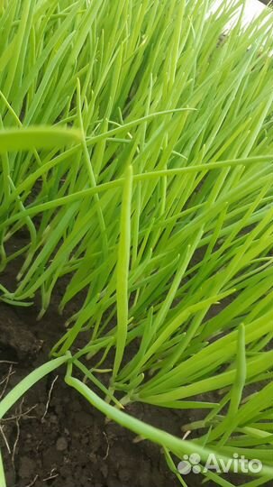 Лук зеленый