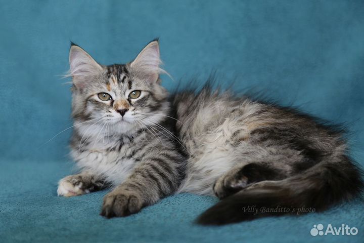 Сибирский котенок Булочка