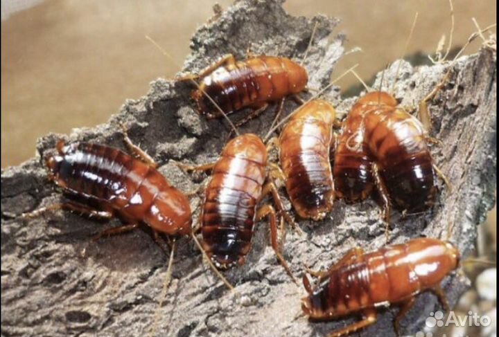 Кормовые насекомые