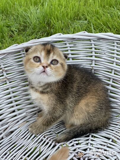 Шотландские котята