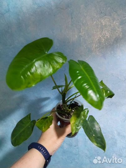 Сциндапсусы, филодендроны, монстера