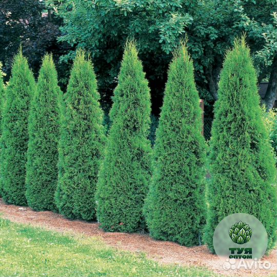 Туя брабант 210 см
