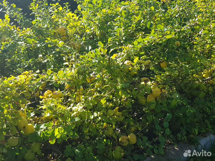 Айва японская, самосбор