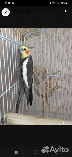 Попугай корелла самец