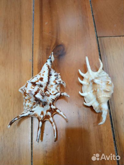 Ракушки пара