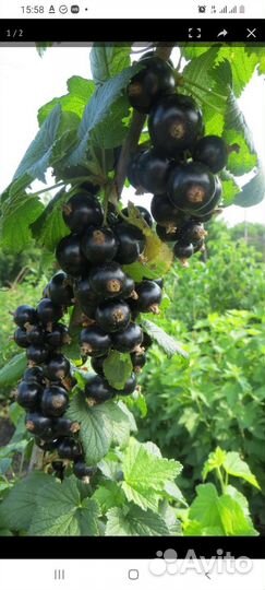 Смородина черная Биг Бен саженцы