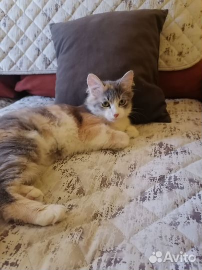 Кошка