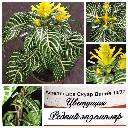 Хойя/стефания/адениум/дисхидия/Стефанотис/афеландр