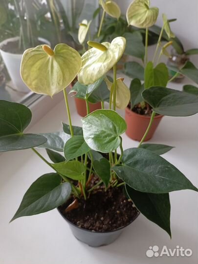 Антуриум Андре Ванилла