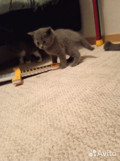 Шотландские котята