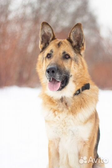 Немецкая овчарка собака в добрые руки