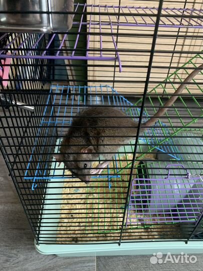 Декоративная крыса дамбо