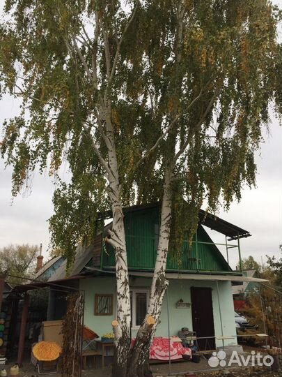Спил деревьев