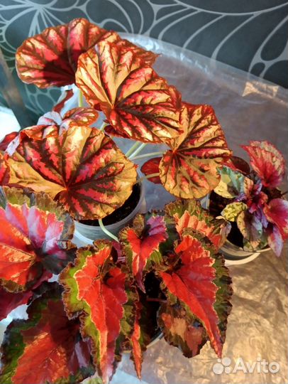 Бегония декоративно лиственная