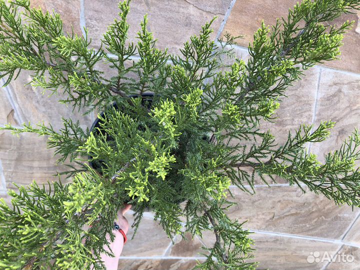 Минт джулеп