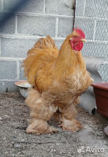 Петушок Кохинхин палевый