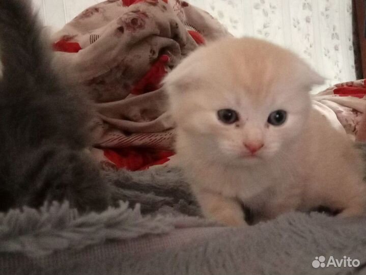 Вислоухие котята в добрые руки