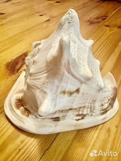 Ракушка морская большая