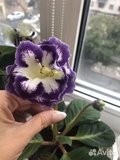 Сортовая глоксиния