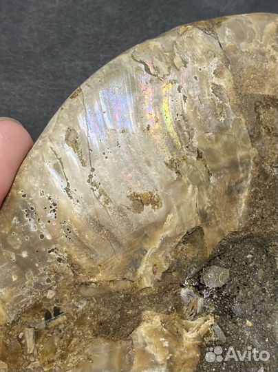 Аммонит срез Окаменелости аммониты