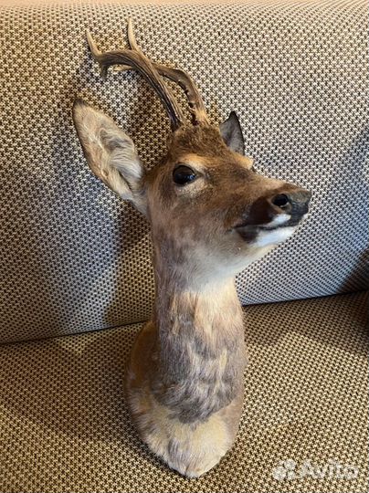 Чучело волка и косули