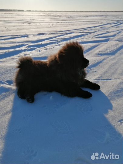 Собаки бесплатно