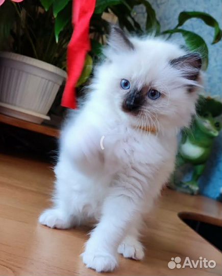 Котята рэгдолл