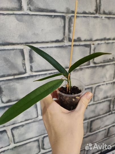 Фикусы, мини монстера, бегония