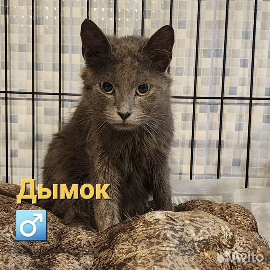 Кошки и коты с Домбасса бывшедомашние