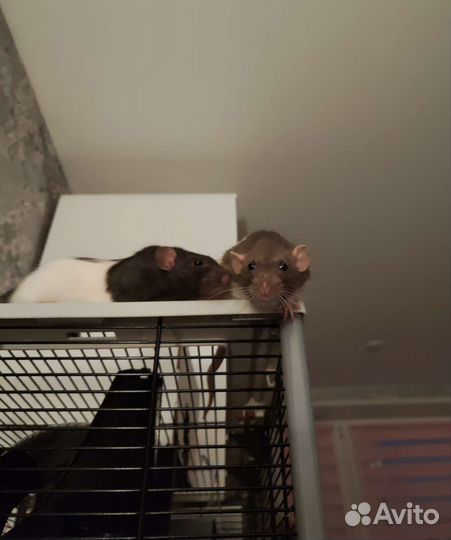 Крысы дамбо 2 девочки