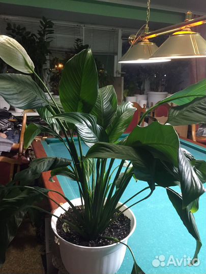 Спатифиллум