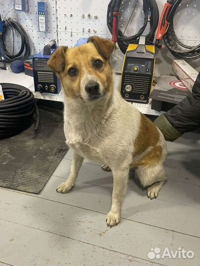 Собака в добрые руки