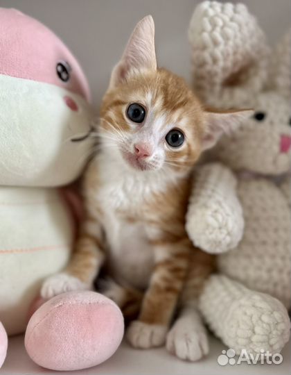 Котята в добрые руки мальчики