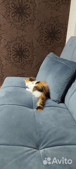 Трехцветная кошка